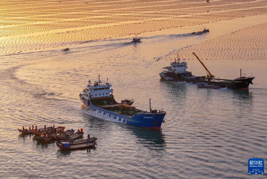 山東省栄成市愛倫湾海域にあるアワビ港で、アワビを積み下ろし、運搬する養殖作業員（4月17日、ドローンによる撮影・李信君）。