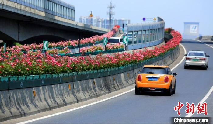200万株以上のコウシンバラが植えられている杭州の高架道路