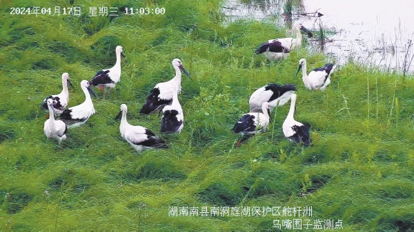 4月17日、湖南省南県舵杆洲遺跡エリアで餌を探すコウノトリの群れ（監視カメラの映像のスクリーンショット）。