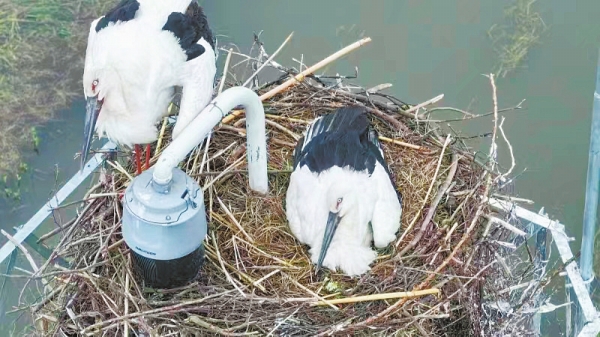 4月中旬、湖南省で初めて確認された繁殖するコウノトリ（撮影・朱晋梅）。