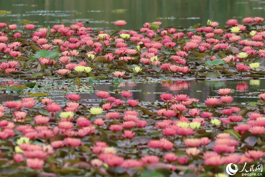 厦門の湿地公園でツートンカラーのスイレンの花が「競演」　福建省