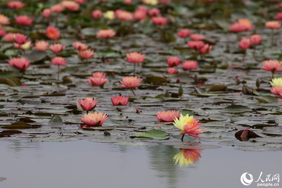 厦門の湿地公園でツートンカラーのスイレンの花が「競演」　福建省