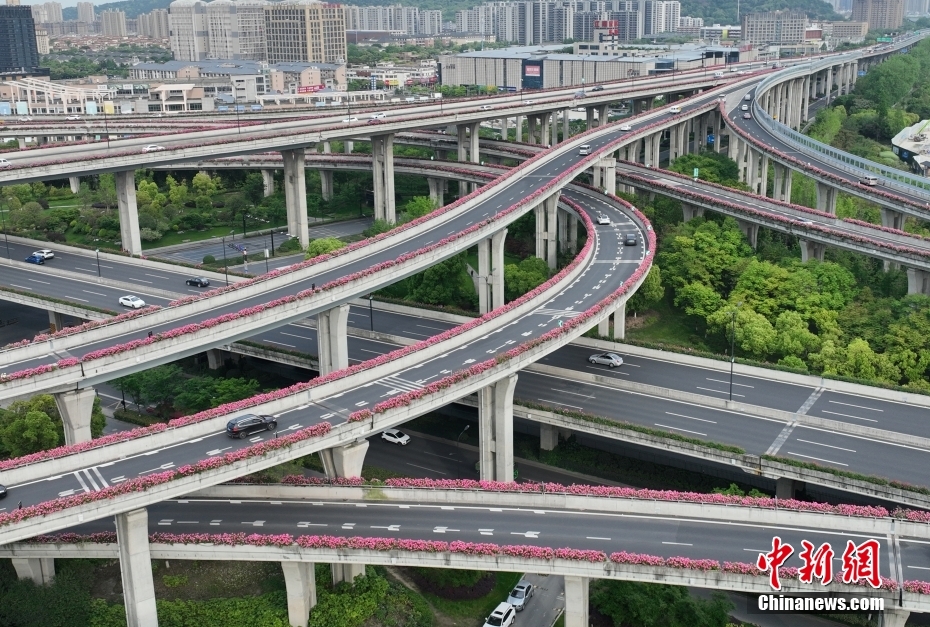 コウシンバラが高架道路を彩る杭州の「空中花回廊」　浙江省