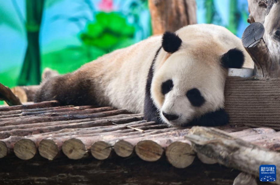 蘭州野生動物園パンダ館がオープン　甘粛省