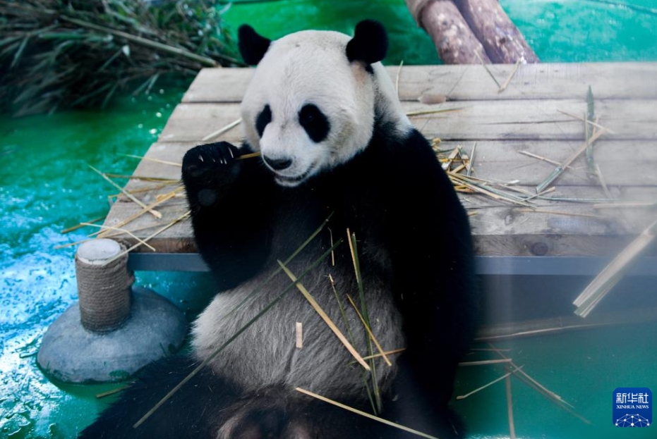 蘭州野生動物園パンダ館がオープン　甘粛省