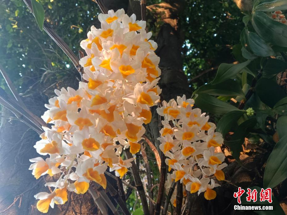 艶やかに咲くセッコクの花々　雲南・寧洱