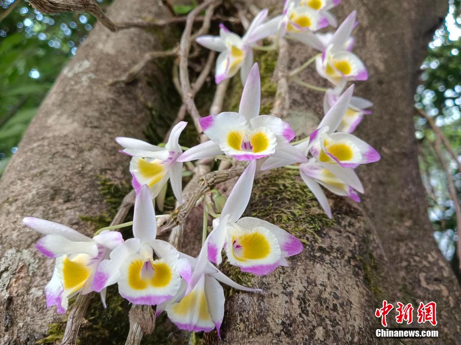 艶やかに咲くセッコクの花々　雲南・寧洱