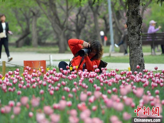 チューリップ50万本が満開迎えた長春公園　吉林省