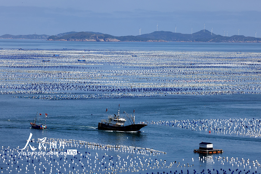 ムール貝の養殖作業で活気づく海洋牧場　浙江省舟山