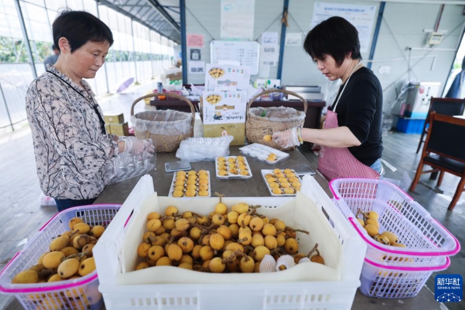 豊作を迎えた「ビワの里」、住民の富裕化を後押し　浙江省