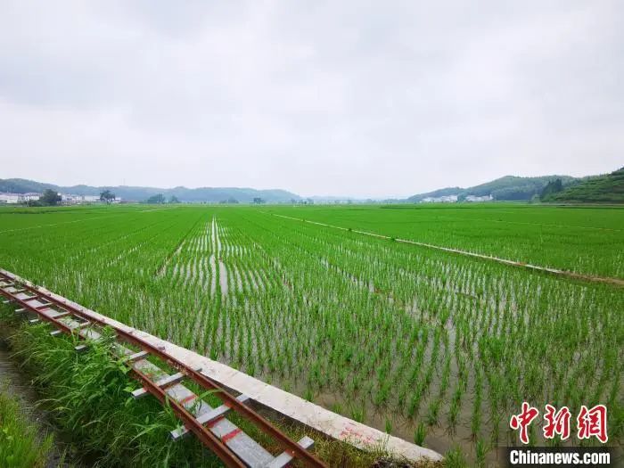 すくすくと成長する建寧県の稲。撮影・雷朝良