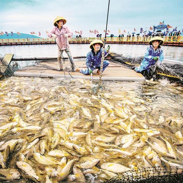 寧徳市官井洋海域で、フウセイの漁獲作業をする養殖業者（写真提供・寧徳市蕉城区融媒体センター）。