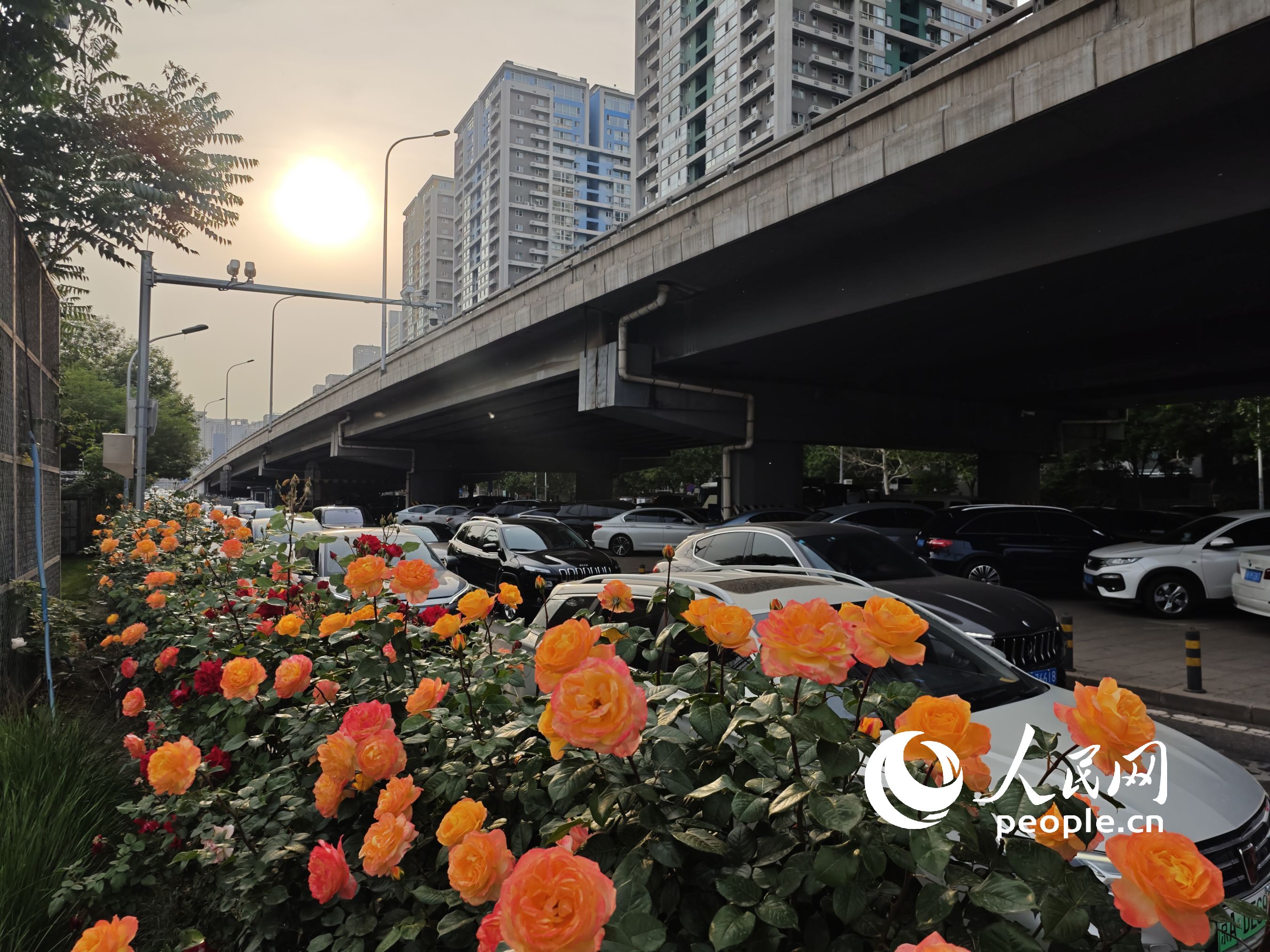 北京・光輝橋の下で美しく咲き誇るコウシンバラ（撮影・王天楽）。