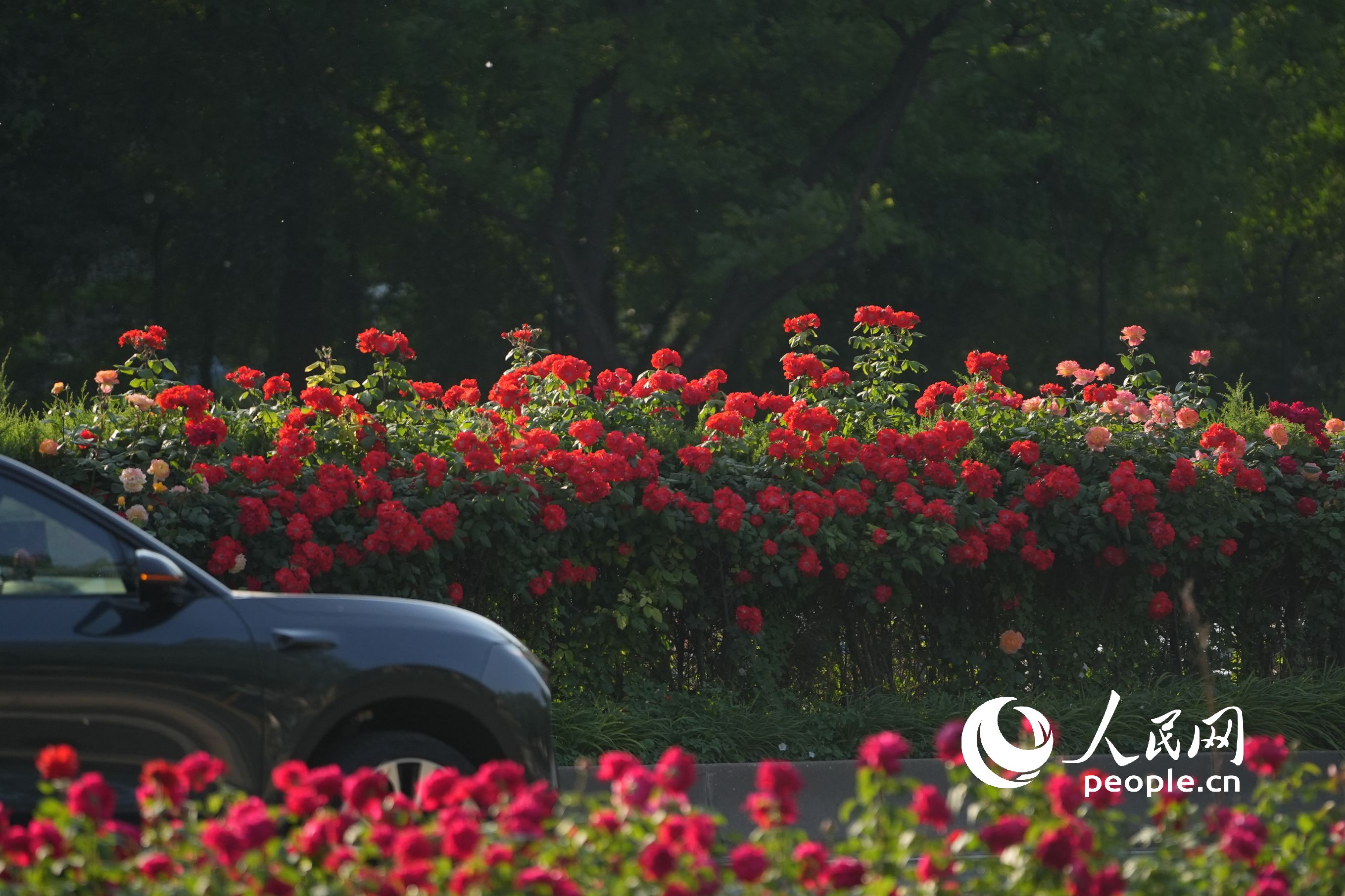 美しく咲き誇るコウシンバラの横を通りすぎる車両（撮影・王天楽）。