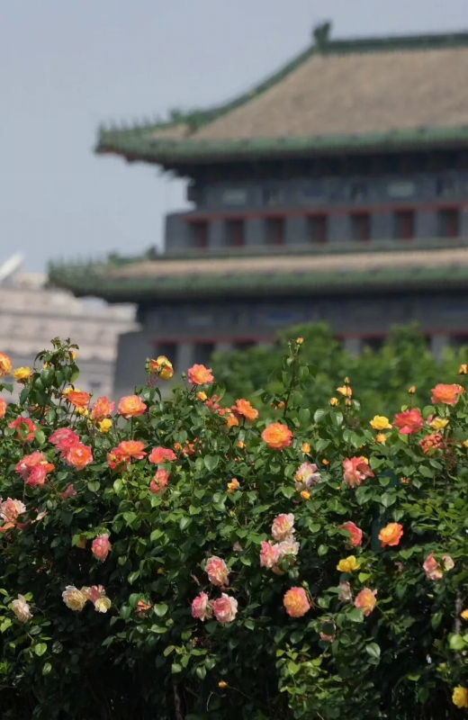 北京・二環路で美しく咲き誇るコウシンバラ。