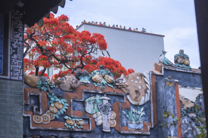 嶺南の「鑊耳屋根」に映える真っ赤なホウオウボクの花　広東省
