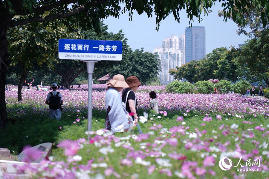 福建省福州市花海公園で満開を迎えた面積5万平方メートルに及ぶコスモス畑（撮影・蘭志飛）。