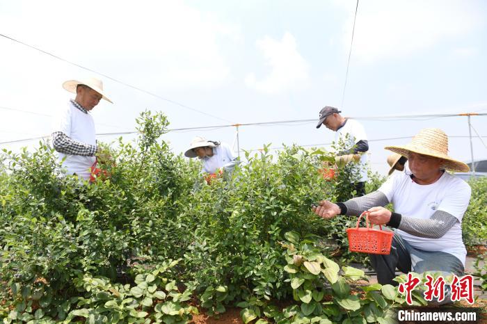 豊作を迎えた湖南省で最大規模を誇るブルーベリー栽培拠点