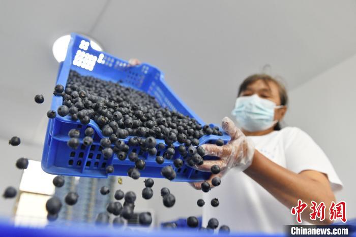豊作を迎えた湖南省で最大規模を誇るブルーベリー栽培拠点