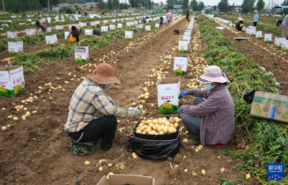 山東省滕州市界河鎮で、ジャガイモの選別・箱詰作業を行う村民（5月29日撮影・徐速絵）。