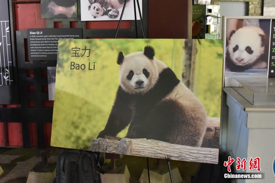 記者会見の会場で、公開されたパンダ「宝力」の写真（撮影・沙晗汀）。