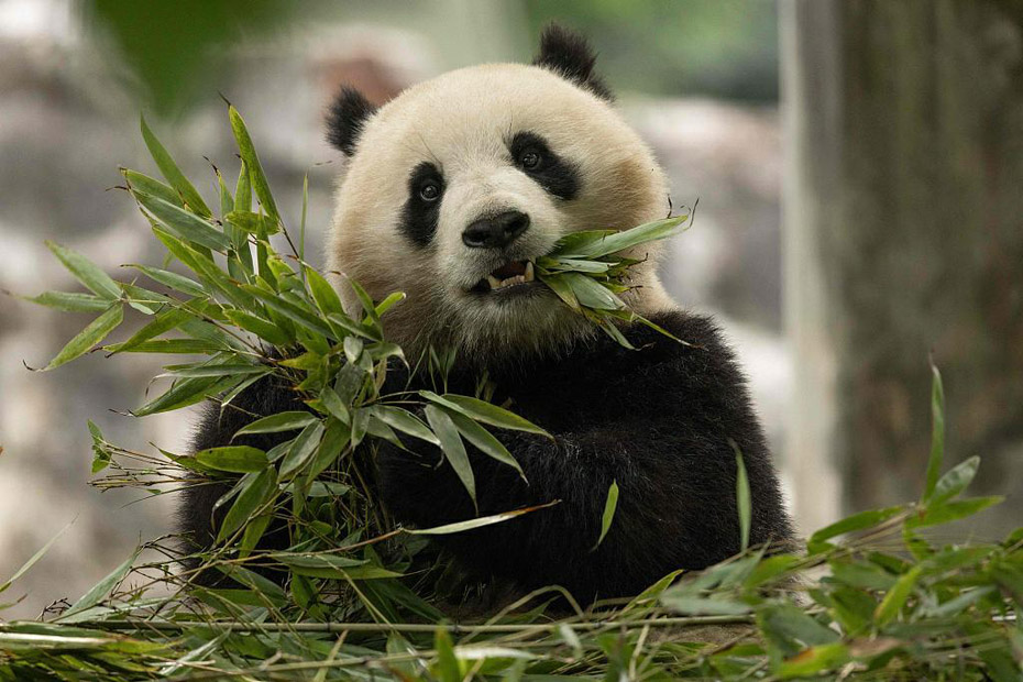 米ワシントン国立動物園が今年末にパンダ2頭を受け入れることを発表