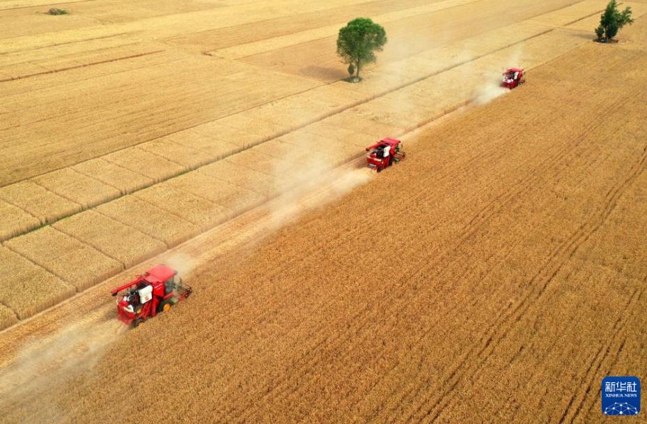河北省邢台市南和区胡佃村で小麦の収穫作業を進めるコンバイン（6月4日、ドローンで撮影・王暁）。