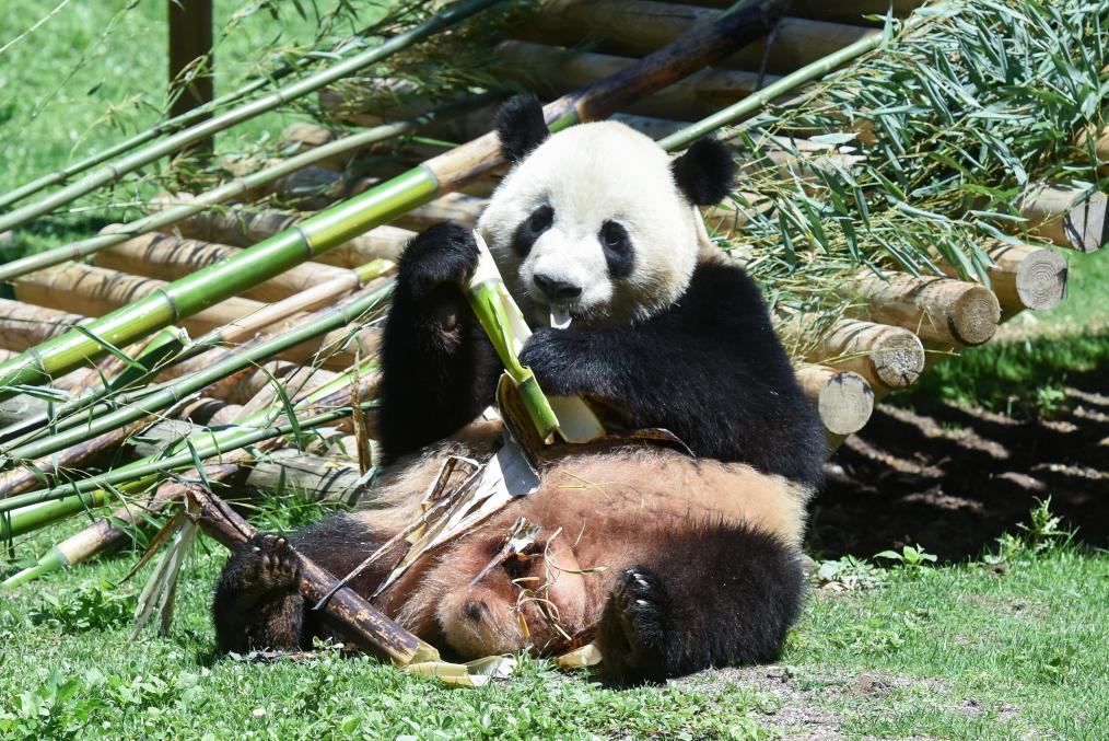 5月30日、スペインのマドリード動物園で竹を食べるパンダの「金喜」。
