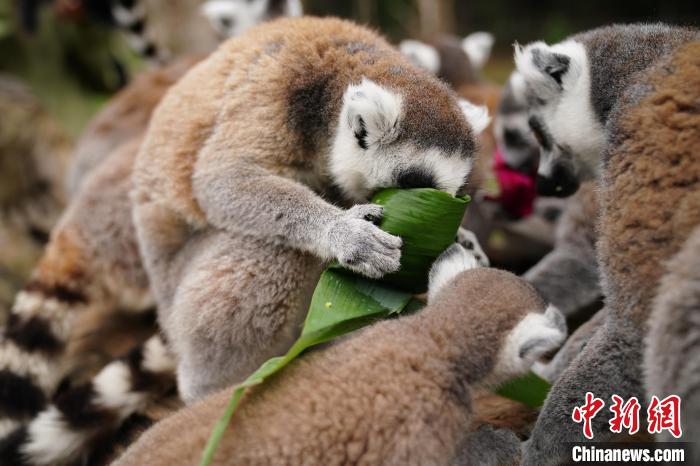 端午節を控え、特製ちまきを楽しむ動物たち　雲南省昆明