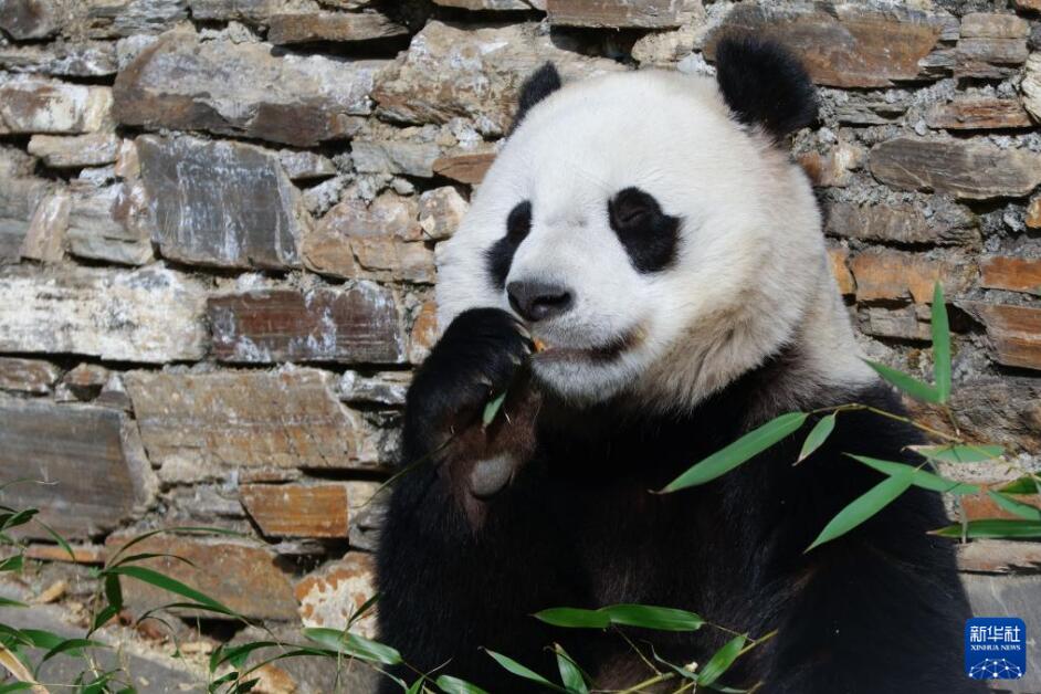中国ジャイアントパンダ保護研究センター臥竜神樹坪基地で、ジャイアントパンダ「小奇跡（シャオチージー）」が竹を食べる様子（2023年12月27日撮影・陳居偉）。