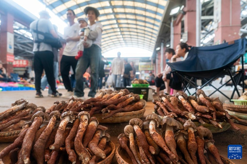 収穫シーズン到来！　様々な野生キノコ並ぶ雲南省のキノコ取引市場