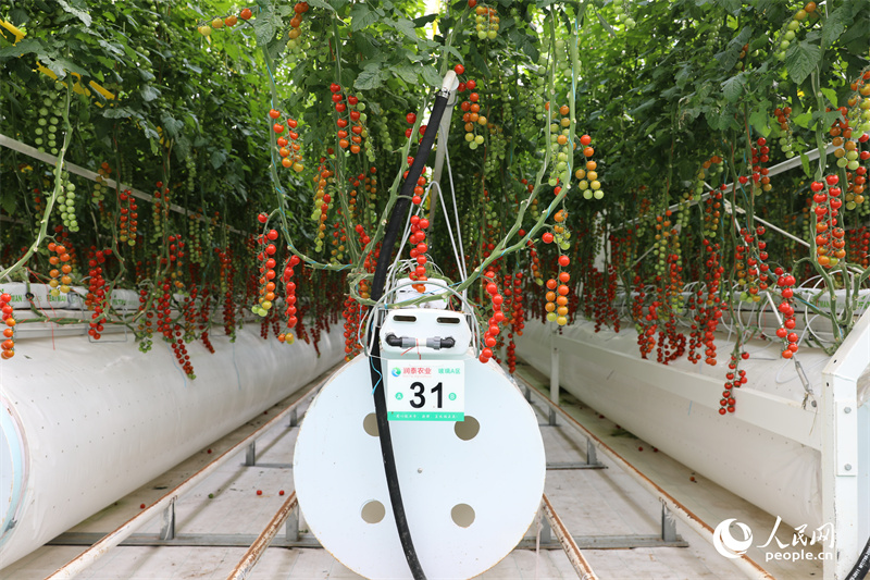アグリテックのウェイトが高い潤泰スマート化農業パーク内のミニトマト。撮影・俄布拉依