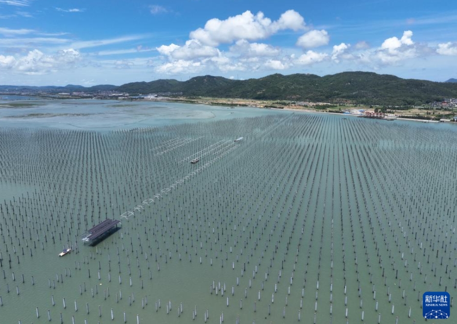 急ピッチで建設が進む洋上太陽光発電所　福建省