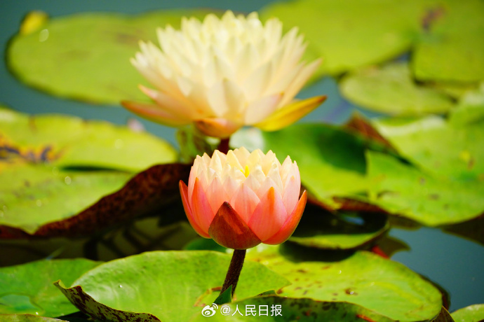 花々が鮮やかな色彩で咲き誇る夏の植物園　北京