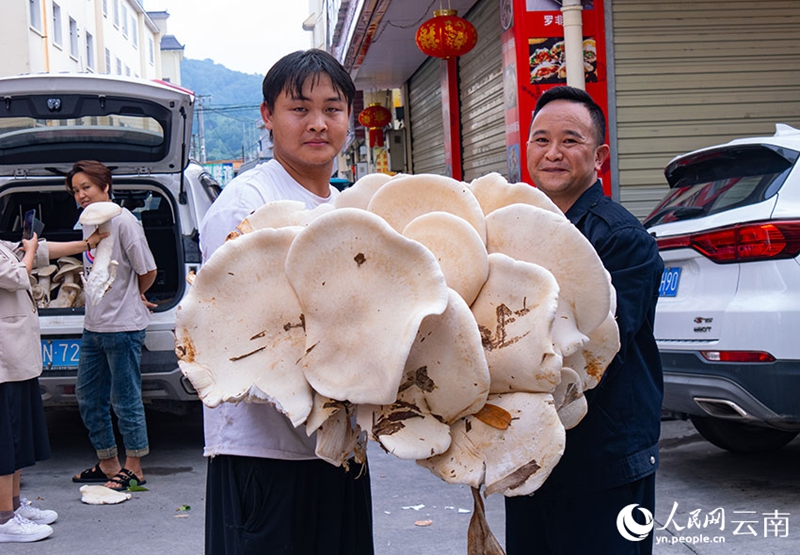  1人では抱えきれないほどの大きさの雲南省で発見された野生キノコ（撮影・何成江）。