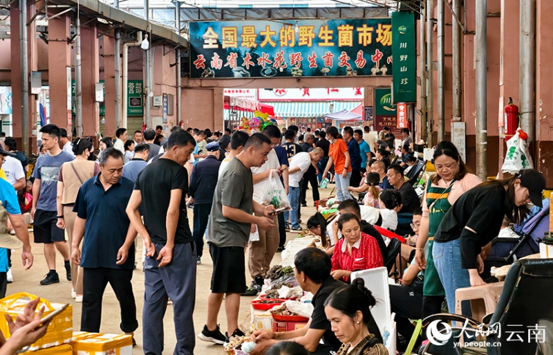「キノコのシーズン」到来　雲南の取引センターには266種類がずらり