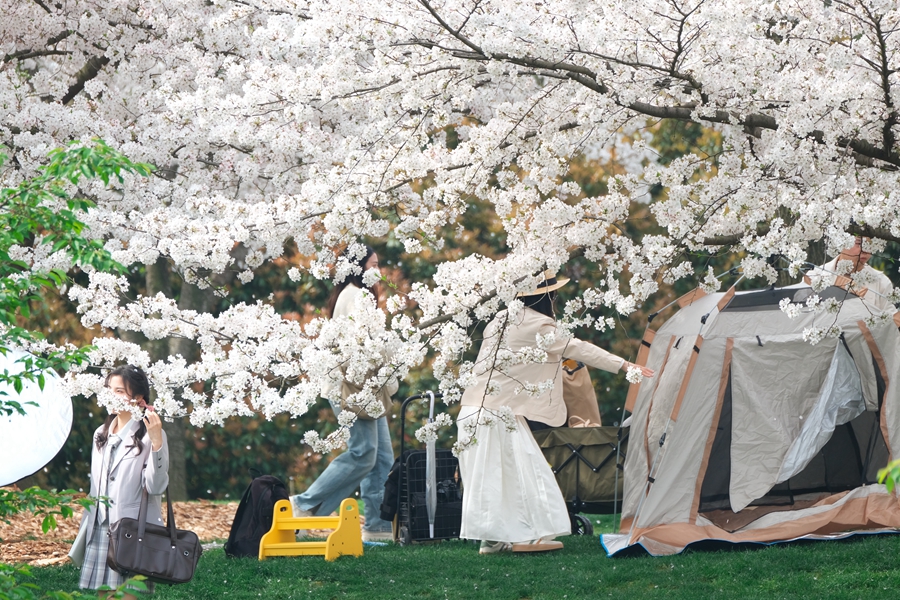 桜の季節