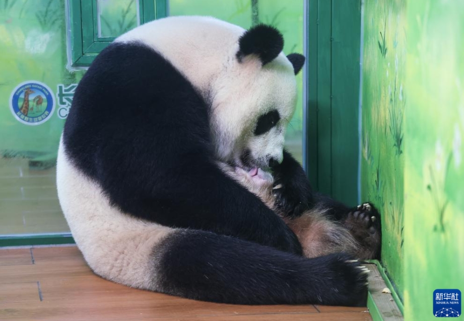 広州長隆野生動物世界の3つ子のパンダの長女がお母さんに　広東省