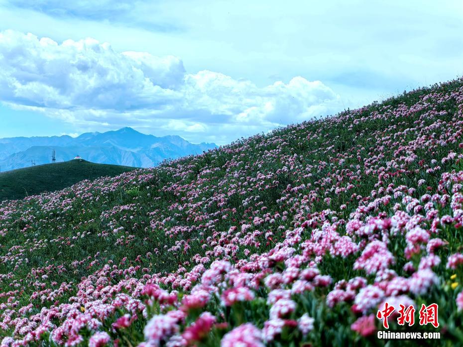 雲・雪山・花がコラボした絶景広がる青海省祁連県