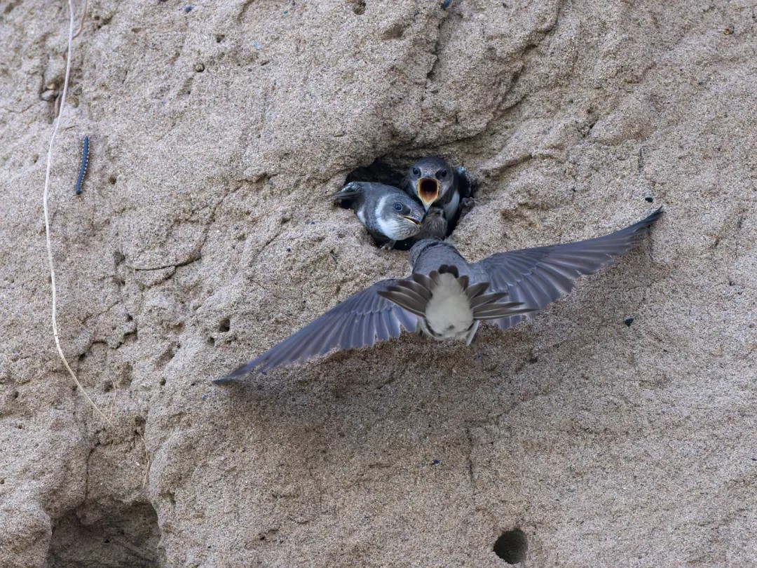 ヒナにエサを運ぶショウドウツバメ（撮影・高松茂）。