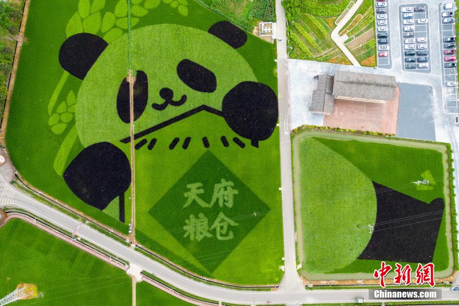 天府糧倉に「描かれた」パンダの田んぼアートがカワイイ！　四川省成都