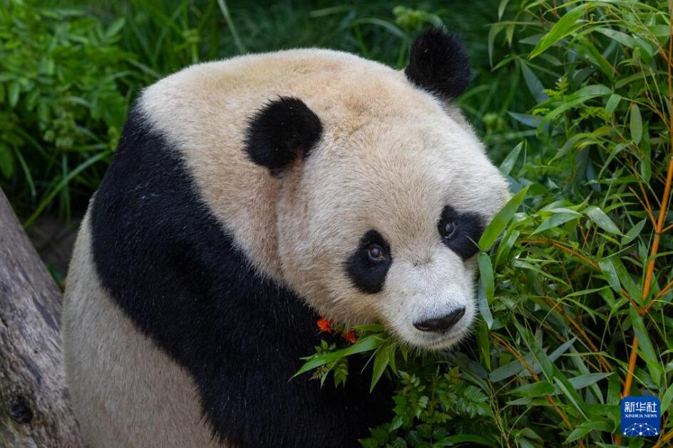 パンダの「雲川」と「鑫宝」が米国サンディエゴ動物園の環境にうまく順応