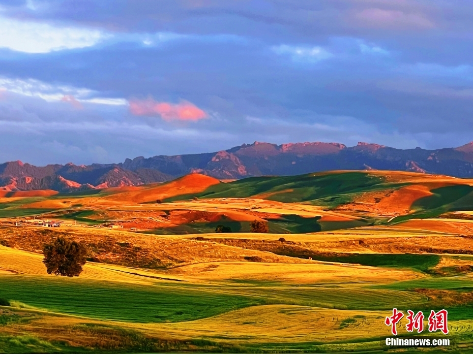 黄金色に輝く麦畑と緑のヒヨコ豆畑がコラボする絶景　新疆・昌吉