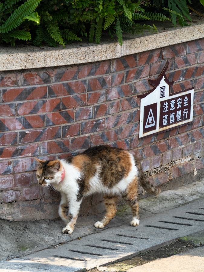 閩南に生きる猫