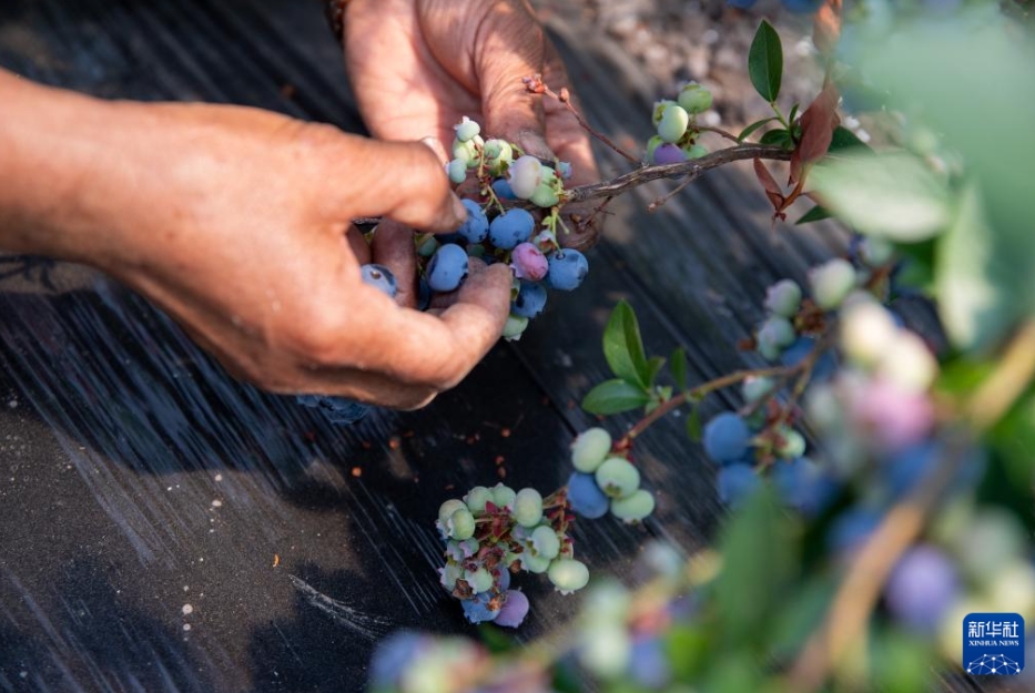 ブルーベリーの収穫シーズン到来　黒竜江省伊春