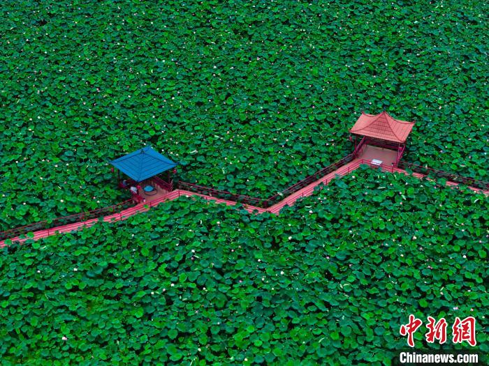 満開を迎えた広大なハス池が観光客を魅了　雲南省永勝