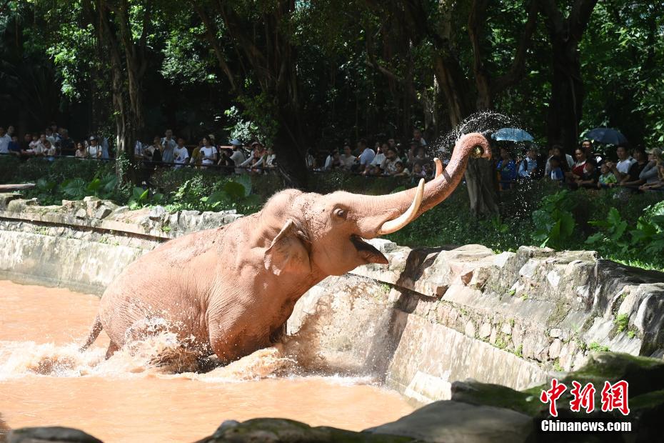 高温が続く広東省広州で動物たちに「ひんやり」届ける