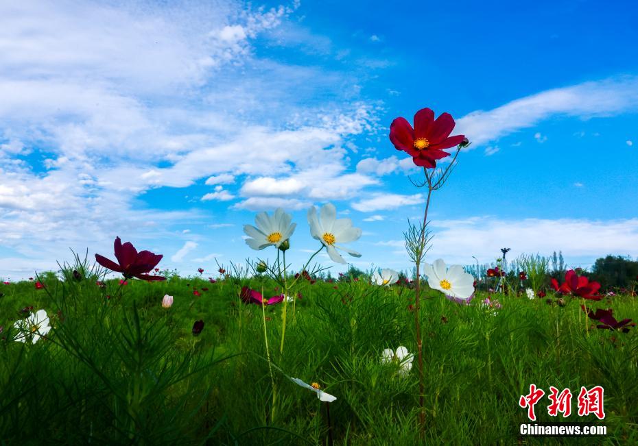 夏の草原で花を愛で、落日を楽しむ　内蒙古