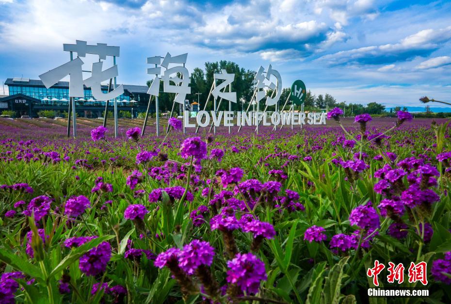 夏の草原で花を愛で、落日を楽しむ　内蒙古