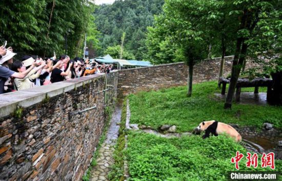 ジャイアントパンダの「福宝」を見る観光客（7月20日撮影・安源）。